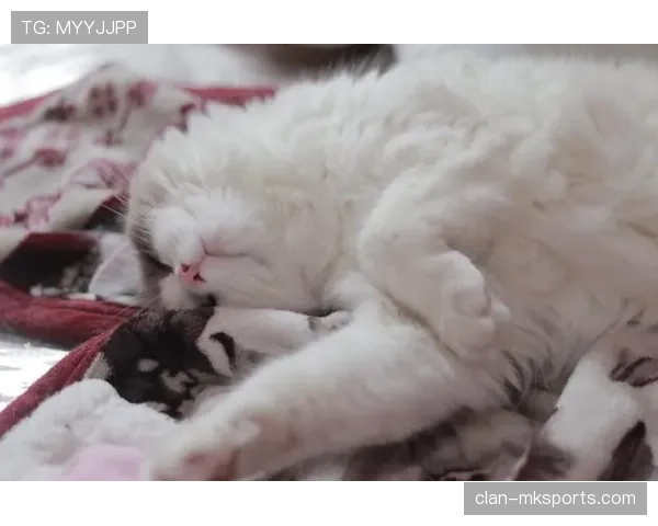 张楠家的狗都比你自律